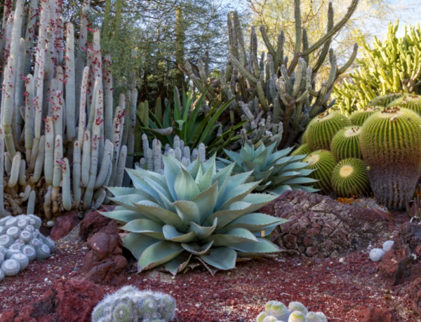 Taman gurun dengan kaktus dan tanaman kering lainnya